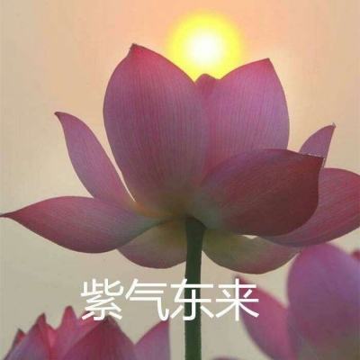 萌娘大作战手机版(爆衣)下载